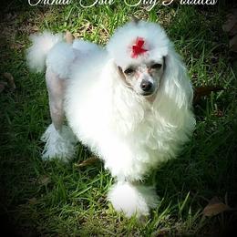 Prada - Poodle