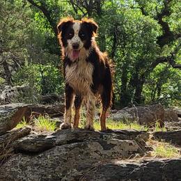 Tripp - Australian Shepherd