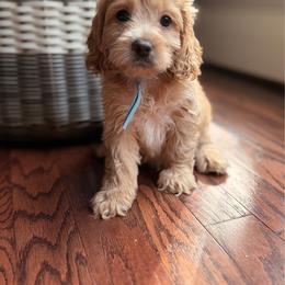 Pedey - Buff and white male Cockapoo puppy in Alexandria, Alabama from Bright and Beautiful Cockapoos and Doodles