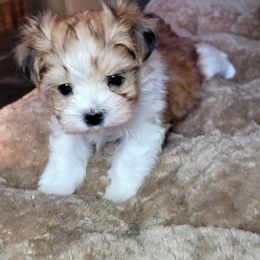 Maltese and Morkie Puppies from K and E Small Breed Puppies