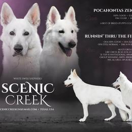 German Shepherd puppies from Scenic Creek German Shepherds and White Swiss Shepherds