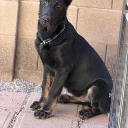 U7 - Bi-color male German Shepherd puppy in Surprise, Arizona from Vom Wustefeuer German Shepherds