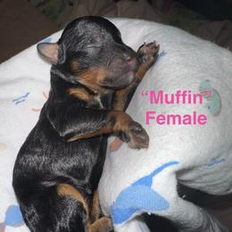 Girl 2 - Black and tan female Yorkipoo puppy in Lakeland, Florida from Doodles & Danes