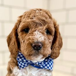 Goldendoodles and Poodles from South Paw Doodle Co