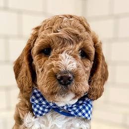 Goldendoodles and Poodles from South Paw Doodle Co