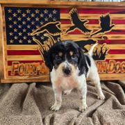 Boy 3 - Blue belton and tan (tri-color) male English Setter puppy in Potosi, Wisconsin from Point and Flush Gun Dogs