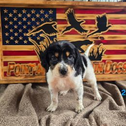 Boy 3 - Blue belton and tan (tri-color) male English Setter puppy in Potosi, Wisconsin from Point and Flush Gun Dogs