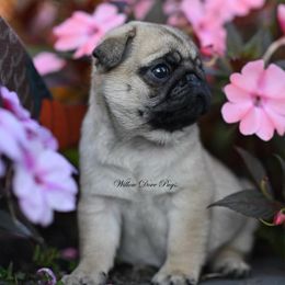 Pug Puppies from Willow Dove Pugs