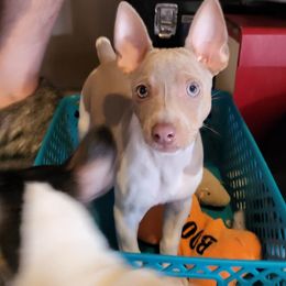 Rat Terrier Puppies from Country Rat Terriers