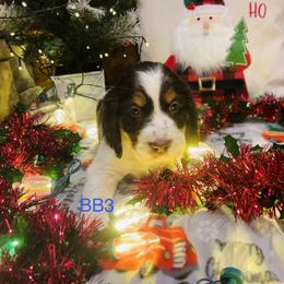 BB3 - Liver white and tan male English Springer Spaniel puppy in Britton, South Dakota from K&S Canines