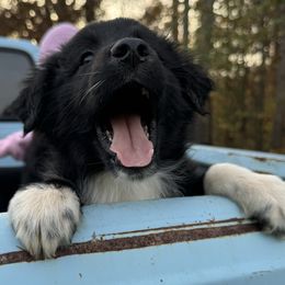 “Bones” - Black & white Australian Shepherd puppy in Yadkinville, North Carolina from Gold Leaf Farm & Kennels