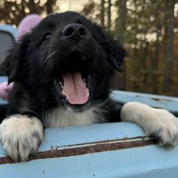 “Bones” - Black & white Australian Shepherd puppy in Yadkinville, North Carolina from Gold Leaf Farm & Kennels