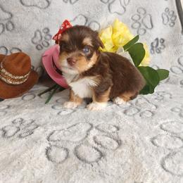 Queen Anastasia - Chocolate and tan female Yorkshire Terrier puppy in Humble, Texas from Marnax Yorkshire Babies
