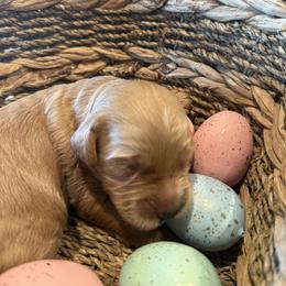 Girl 1 - Red  female Goldendoodle puppy in El Cajon, California from Golden Liberty Doodles