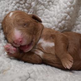 Goldendoodle Puppies from Hawkins Heritage Goldendoodles