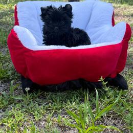 Midnight Black - Black and tan male Yorkshire Terrier puppy in North Naples, Florida from Moon Ranch Puppies