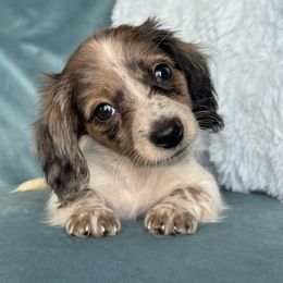 Benny (AKC - 3000) - Dapple male Dachshund puppy in Krum, Texas from Tired Chef Dachshunds