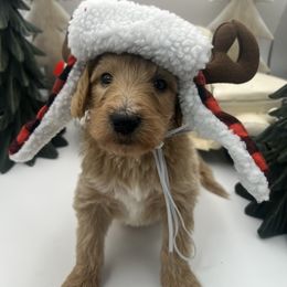 Kirk - Cream male Goldendoodle puppy in Alton, Missouri from Roberts Farm Doodles