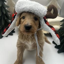 Kirk - Cream male Goldendoodle puppy in Alton, Missouri from Roberts Farm Doodles