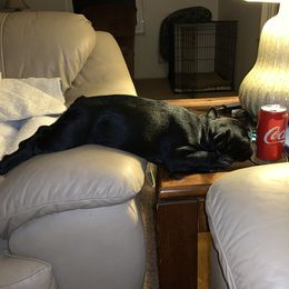 French Bulldog Puppies from Amscot French Bulldogs