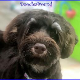 Bones - Australian Labradoodle