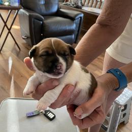 Golden Retriever and Jack Russell Terrier Puppies from Shelby Burleson's Golden Retrievers and Jack Russell Terriers
