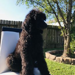 Poodle Puppies from Honeycutt Akc Standard Poodles