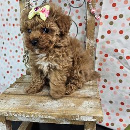 LUCY - Red  female Poodle puppy in Brighton, Missouri from Martin's Heart Poodles