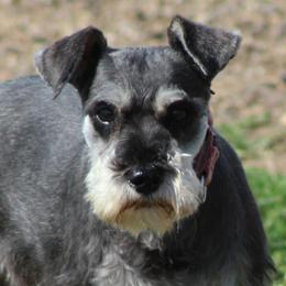 Lula - Miniature Schnauzer