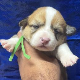 Flicka (Green Collar) - Health Tested Parents - Red female Pembroke Welsh Corgi puppy in Los Angeles, California from Limitless Huskies