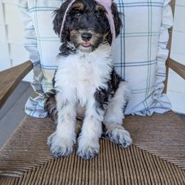AJ Ferguson - Tri-color female Bernedoodle puppy in Whitesburg, Georgia from Asbury & Co Farms