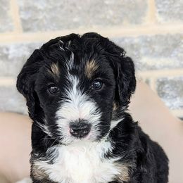 Pep (green collar) - Tri-color Bernedoodle puppy in Temple, Texas from DN Poodles and Doodles