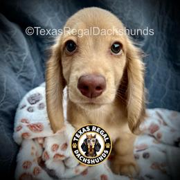 Prince - 3500 - Cream male Dachshund puppy in Houston, Texas from Texas Regal Dachshunds LLC