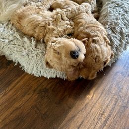 Goldendoodle Puppies from Lykeable Farms