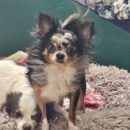 Picasso - Chihuahua