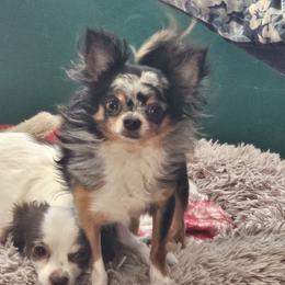 Picasso - Chihuahua