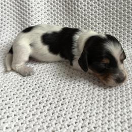 Dachshund Puppies from Morgan Burtenshaw