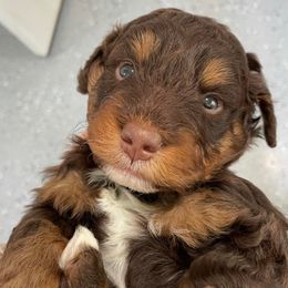 Bernedoodles from Crossgate Doodles
