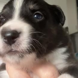 Beauty - Black tri-color female Australian Shepherd puppy in Covington, Texas from Hawk Hill Australian Shepherds