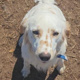 Khaleesi - White and lemon female Dalmatian puppy in Conrath, Wisconsin from JSF Dalmatians LLC