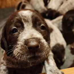 Wirehaired Pointing Griffon Puppies from Idaho Wirehaired Pointing Griffons