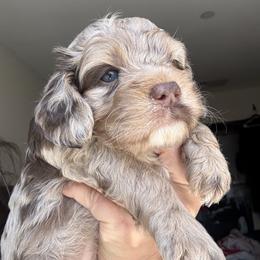 Mali - Brown white and tan female Cockapoo puppy in Queens, New York from The 2 Musketeers_Cockapoos