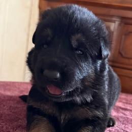 Lime green boy - Black and tan male German Shepherd puppy in Sumerduck, Virginia from He Reigns