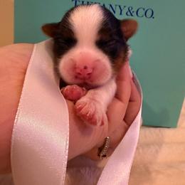 Waffles - Parti female Yorkshire Terrier puppy in Illinois from Pretty Little Yorkies