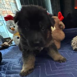 Dion - Black and red male German Shepherd puppy in Charlottesville, Virginia from AB_Elite_GSD