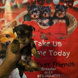 Bully - Black and tan male Silky Terrier puppy in City Of Orange, New Jersey from Fur-Ever Friends