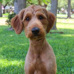 Beatrix - Goldendoodle