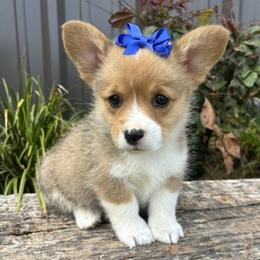 ABBY - Sable female Pembroke Welsh Corgi puppy in Hinton, Oklahoma from Green Cloud Ranch