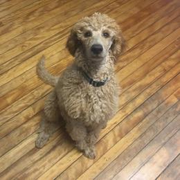 Rose - Poodle