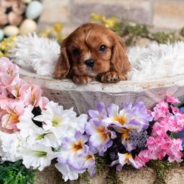 Ruby Boy 2 - Ruby male Cavalier King Charles Spaniel puppy in Grand Prairie, Texas from Westchester Cavaliers